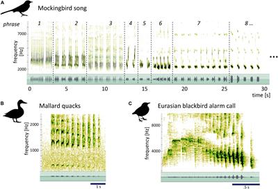 Mockingbird Morphing Music: Structured Transitions in a Complex Bird Song